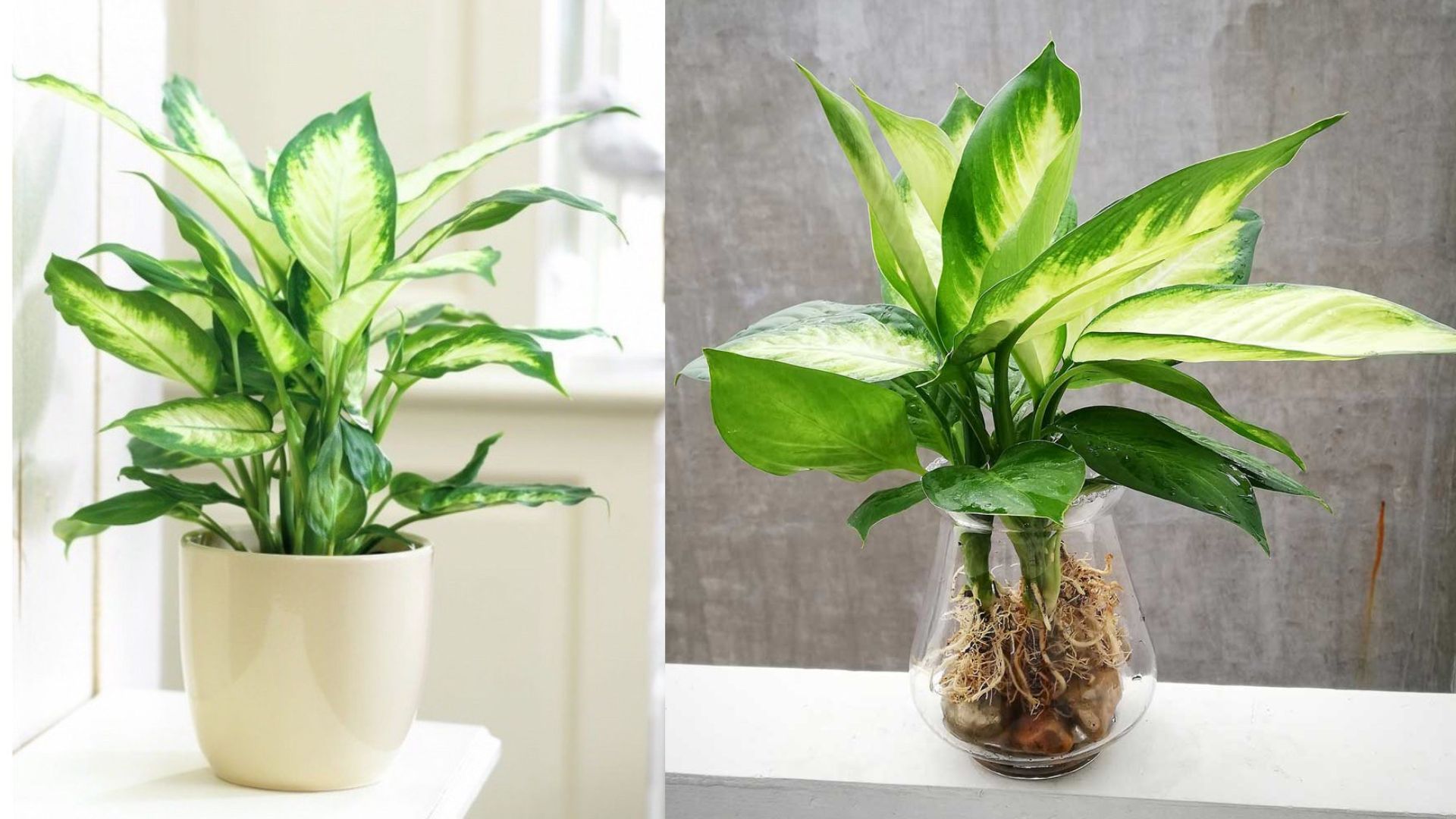 Cây Sao Sáng Là Cây Gì?